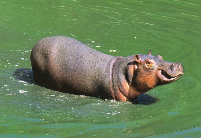 Hippopotame