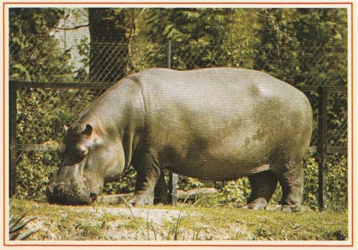 Hippopotame