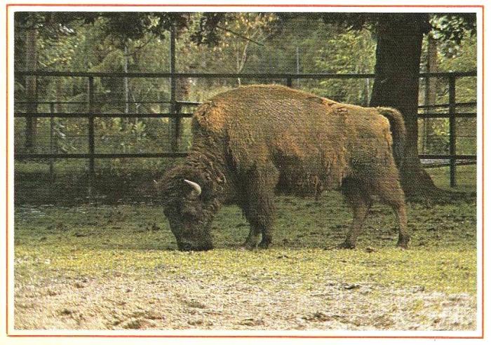 Bison