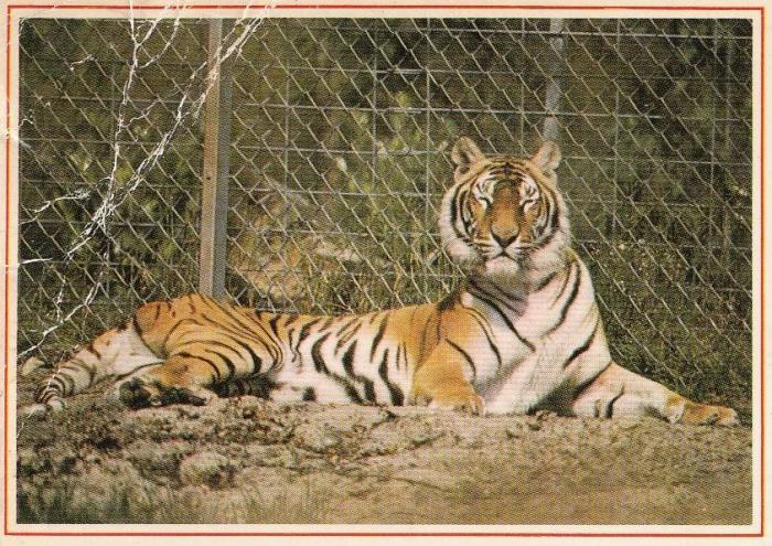 Tigre