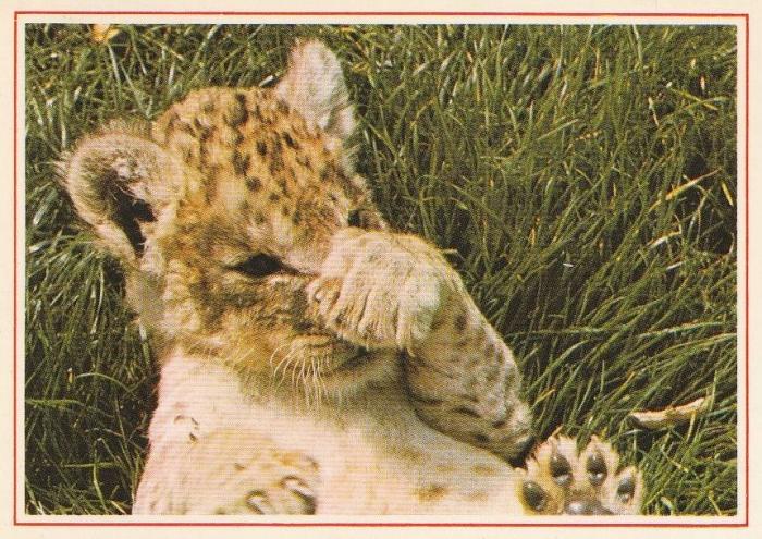 Lionceau
