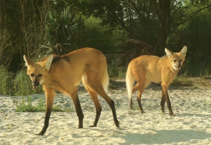 Loups à crinière