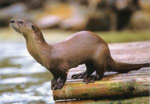Loutre