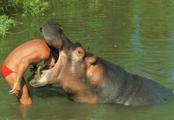 Hippopotame "Comir"