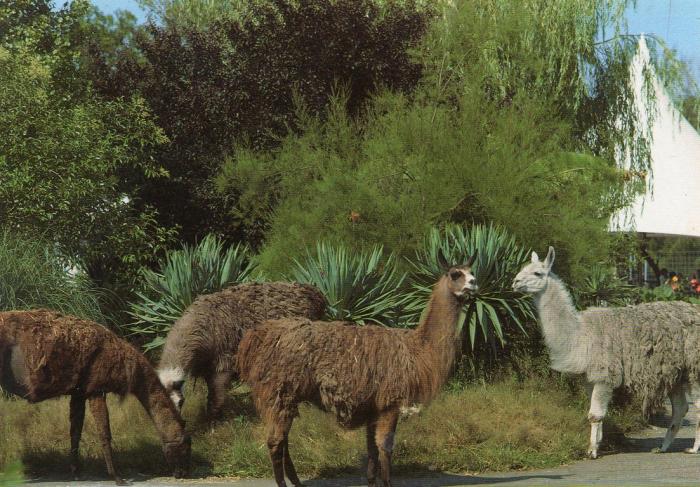 Lamas