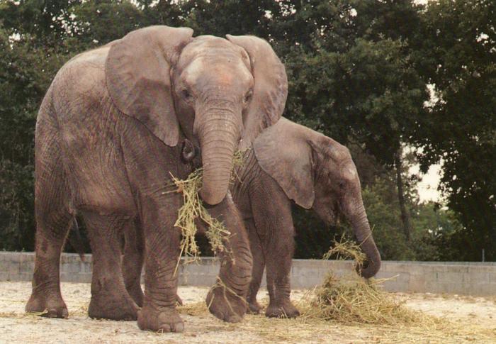Eléphants d'Afrique