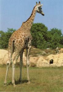 Girafe