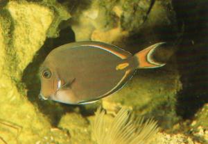 Acanthurus achilles - 1997