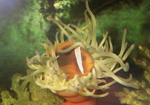 Amphiprion frenatus et son anémone