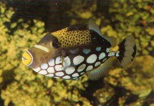 Balistoide conspicillum - 1996