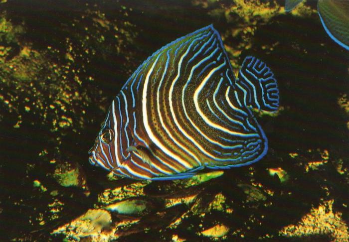 Pomacanthus semicirculatus