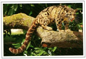 Panthére nébuleuse