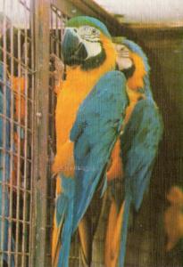 Les Aras - 1995