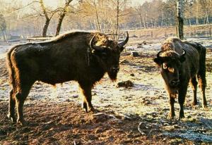Bisons d'Europe