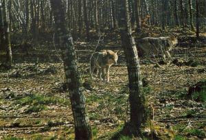 Loups