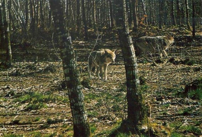 Loups