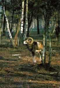 Mouflon de Corse