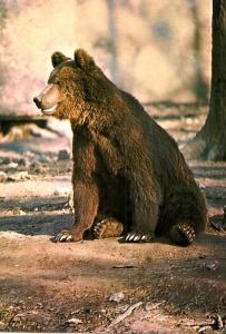 Ours brun