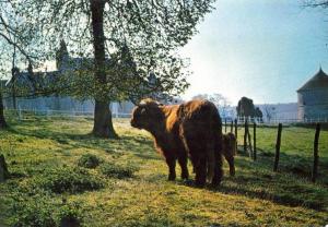 Vache écossaise et son petit