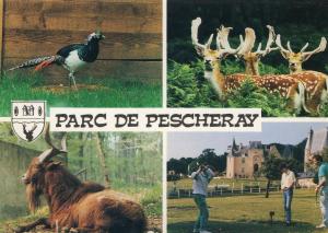 Faisan, Daims mâles, Bouc de Rove, Swin Golf avec fond Poterne et Château - 1991