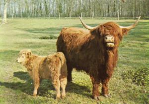 Vache écossaise et son petit - 1982