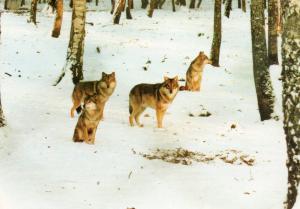 Une horde de loups dans la neige