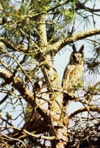 Hibou moyen-duc