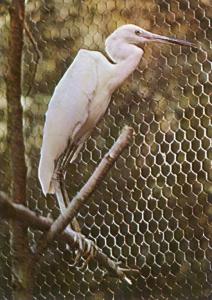 Aigrette garzette