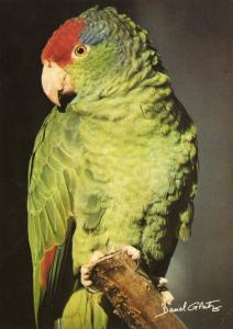Amazone à joues vertes