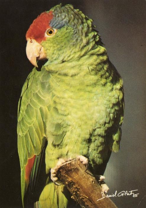 Amazone à joues vertes