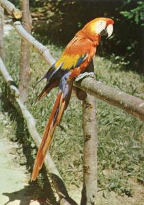 Ara macao