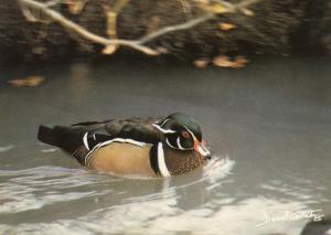 Canard carolin