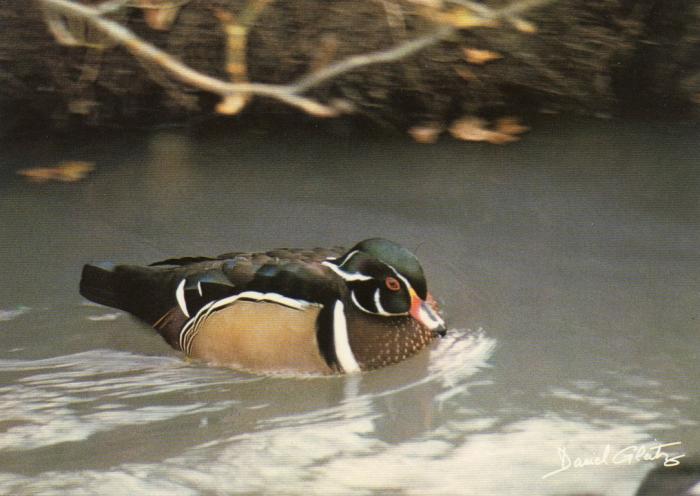 Canard carolin