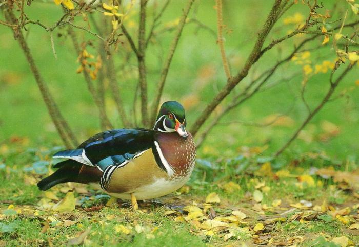 Canard carolin