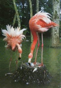 Flamants de Cuba et leur nouveau né