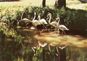 Flamants