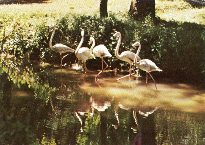 Flamants