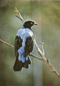 Oiseau bleu des fées