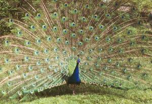 Paon bleu