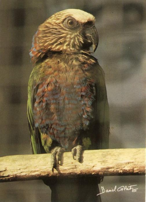 Perroquet maillé ou Papegaï