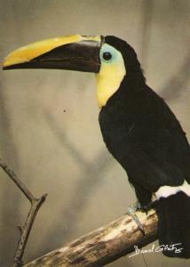 Toucan de Swainson