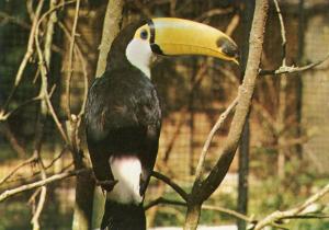 Toucan toco