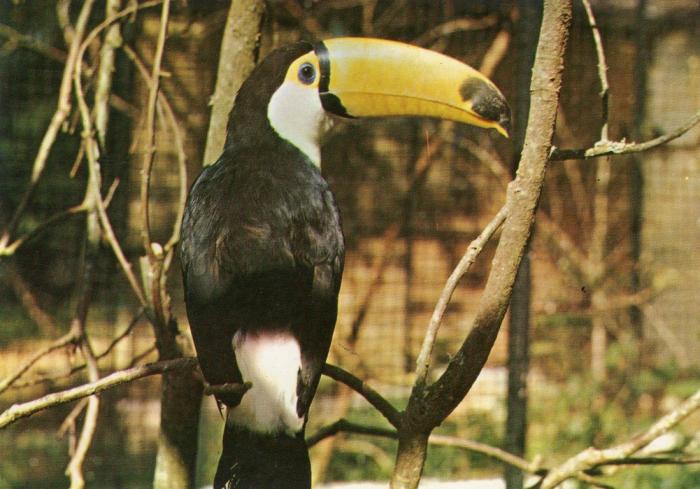 Toucan toco