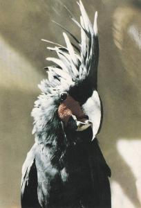 Microglosse (Cacatoès noir)