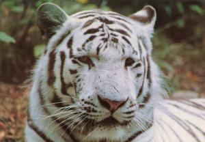 Tigre blanc « Gorbi »