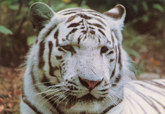 Tigre blanc « Gorbi »