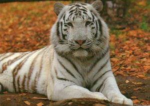 Tigre blanc
