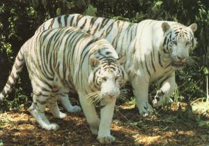 Tigres blancs de Sibérie
