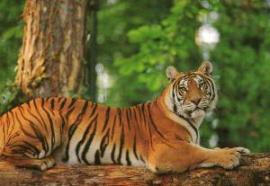 Tigre - 1997