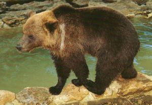 Ours brun « La Douce » Vedette du film de J. J. Annaud